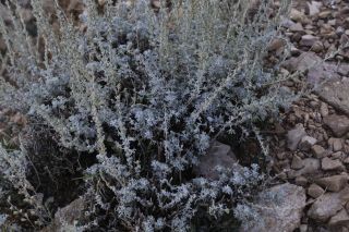 Artemisia negrei Ouyahya [11/14]