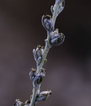 Artemisia negrei Ouyahya [13/14]