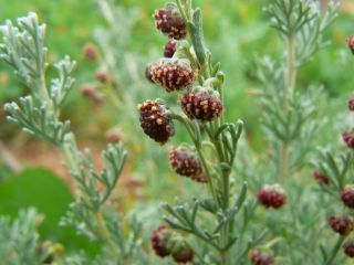 Artemisia reptans Chr.Smith. [10/13]