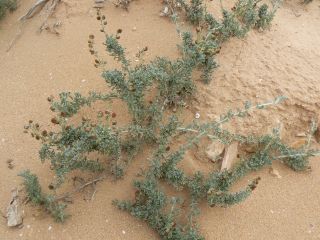 Artemisia reptans Chr.Smith. [11/13]
