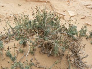Artemisia reptans Chr.Smith. [3/13]