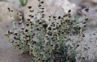 Artemisia reptans Chr.Smith. [1/13]