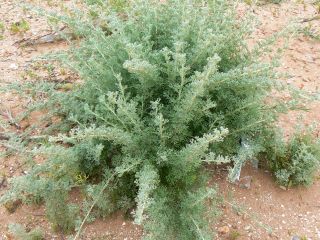 Artemisia reptans Chr.Smith. [4/13]