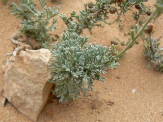 Artemisia reptans Chr.Smith. [6/13]