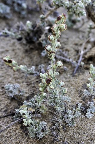Artemisia reptans Chr.Smith. [8/13]