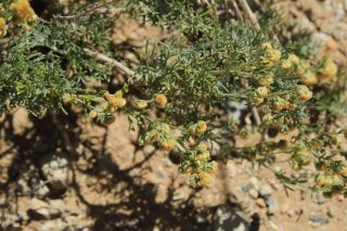 Artemisia reptans Chr.Smith. [14/16]