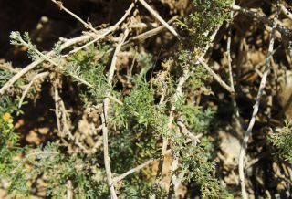 Artemisia reptans Chr.Smith. [15/16]