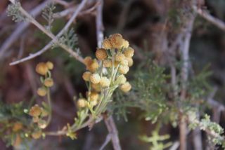 Artemisia reptans Chr.Smith. [16/16]