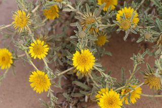 Asteriscus graveolens  (Forssk.) Less. [18/18]