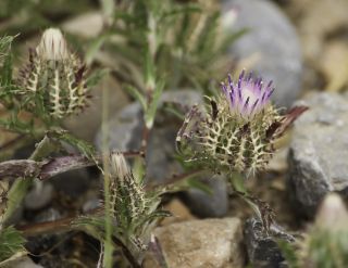 Atractylis cancellata L. [7/15]