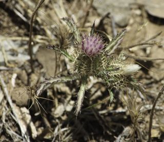 Atractylis cancellata L. [12/15]