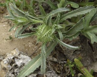 Atractylis cancellata L. [8/15]