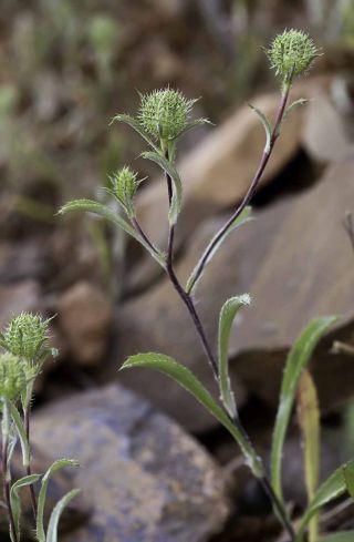 Atractylis cancellata L. [9/15]