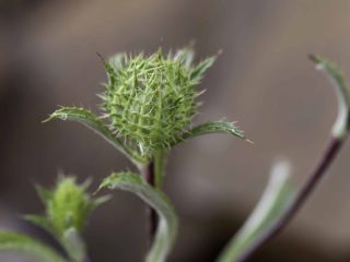 Atractylis cancellata L. [10/15]