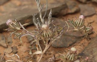 Atractylis cancellata L. [14/15]