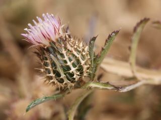 Atractylis cancellata L. [15/15]