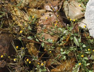 Bidens pilosus L. [9/10]