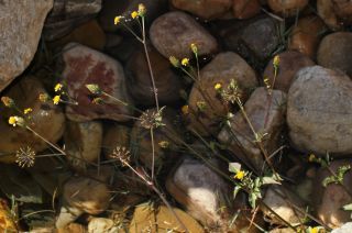 Bidens pilosus L. [10/10]