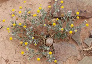 Brocchia cinerea (Delile) Vis. [12/13]