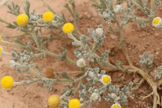 Brocchia cinerea (Delile) Vis. [13/13]
