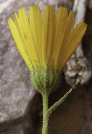 Calendula maroccana subsp. murbeckii (Lanza) Ohle [2/3]