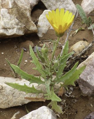 Calendula murbeckii Lanza ex Murb. [1/3]