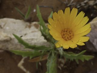 Calendula murbeckii Lanza ex Murb. [3/3]