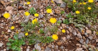 Calendula pinnatiloba (Maire) A.C. Gonc. & P. Silveira [1/4]