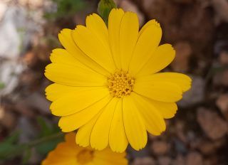 Calendula pinnatiloba (Maire) A.C. Gonc. & P. Silveira [2/4]