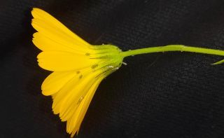 Calendula pinnatiloba (Maire) A.C. Gonc. & P. Silveira [3/4]