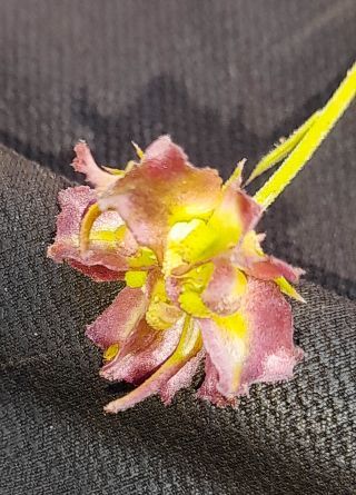 Calendula pinnatiloba (Maire) A.C. Gonc. & P. Silveira [4/4]