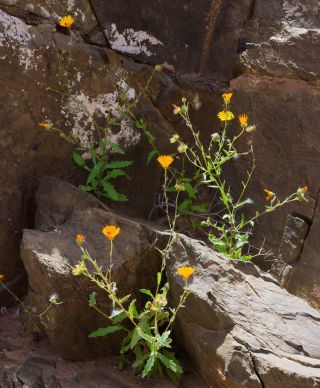 Calendula pinnatiloba (Maire) A.C. Gonc. & P. Silveira [5/9]