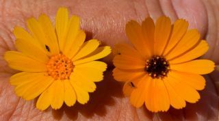Calendula pinnatiloba (Maire) A.C. Gonc. & P. Silveira [6/9]