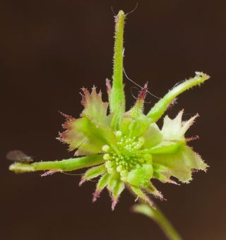 Calendula pinnatiloba (Maire) A.C. Gonc. & P. Silveira [9/9]