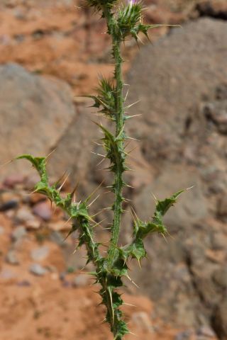 Carduus tenuiflorus Curtis [1/5]