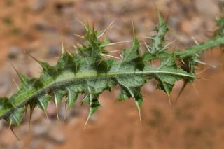 Carduus tenuiflorus Curtis [3/5]