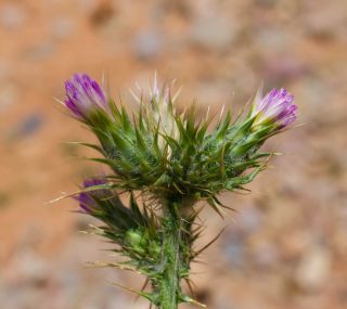 Carduus tenuiflorus Curtis [4/5]