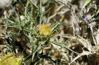 Carlina brachylepis (Batt.) Meusel & Kästner [9/12]