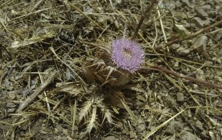 Carlina gummifera (L.) Less. [1/3]