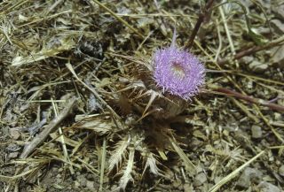 Carlina gummifera (L.) Less. [2/3]