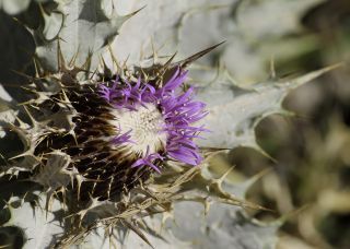 Carlina macrophylla (Desf.) DC. [9/15]