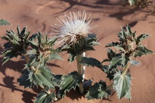 Carthamus eriocephalus (Boiss.) Greuter [11/12]