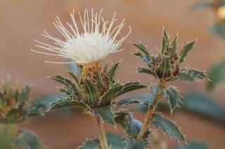 Carthamus eriocephalus (Boiss.) Greuter [12/12]