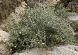 Carthamus fruticosus Maire [11/14]