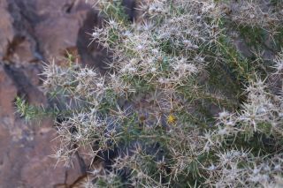 Carthamus fruticosus Maire [12/14]