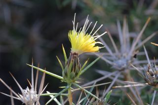Carthamus fruticosus Maire [13/14]