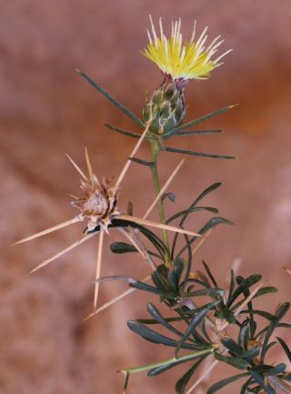 Carthamus fruticosus Maire [14/14]