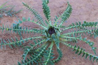 Carthamus pinnatus Desf. [16/16]
