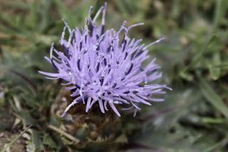Carthamus rhaponticoides (Pomel) Greuter [7/7]