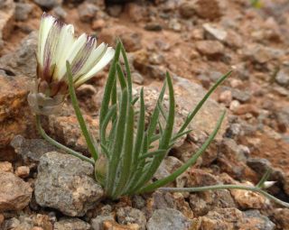 Catananche arenaria Coss. & Durieu [14/14]